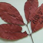 Zanthoxylum pentandrum Máis