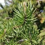 Pinus banksiana Hoja