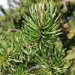 Pinus banksiana 叶