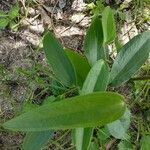 Smilax laurifolia Fuelha