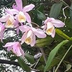 Cattleya harrisoniana 花