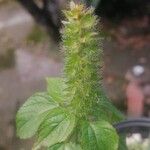 Acalypha alopecuroidea Цвят