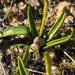 Ophioglossum lusitanicum Foglia