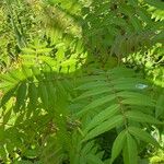 Rhus glabra Leaf