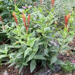 Spigelia marilandica 葉