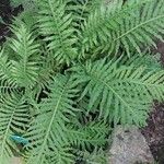 Blechnum gibbum Leaf