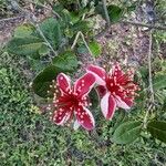 Acca sellowiana 花