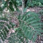 Parapiptadenia rigida Yaprak