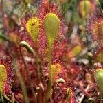 Drosera × obovata ഇല