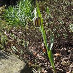 Fritillaria graeca Хабит