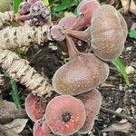 Ficus auriculata Fruit