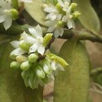 Calyptrochilum emarginatum Λουλούδι