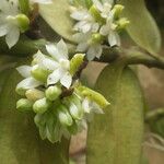 Calyptrochilum emarginatum Blodyn