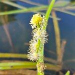 Sparganium emersum Fula