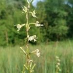 Silene tatarica Blomma