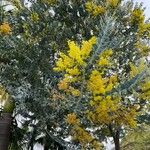 Acacia podalyriifolia Лист