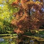 Taxodium distichum Листок