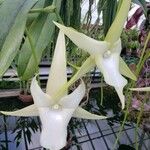 Angraecum sesquipedale Flower