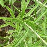 Anaphalis margaritacea Leaf