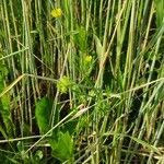 Ranunculus arvensis Fiore