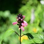 Salvia oxyphora Flor