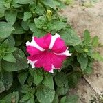 Petunia spp.Flower