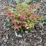 Nandina domesticaList