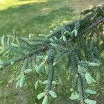 Picea mariana Blatt