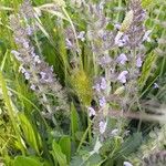 Salvia verbenaca Blüte