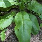 Andersonglossum virginianum Folha