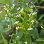 Verbena urticifoliaFeuille