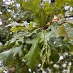 Quercus macrocarpa Blatt