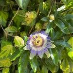 Passiflora caeruleaFlor