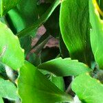 Leucospermum cuneiforme Leaf