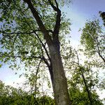 Betula maximowicziana Habit