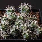 Coryphantha kracikii Hábito