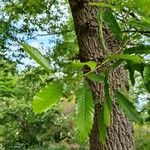 Quercus castaneifolia Blad