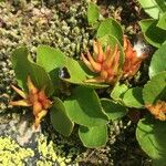 Salix herbacea عادت داشتن