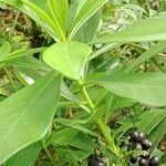 Daphne laureola Folha