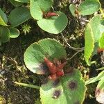 Salix herbacea autre