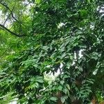 Psidium acutangulum Other