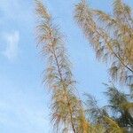 Casuarina equisetifolia Egyéb