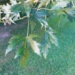 Acer saccharinumFrunză