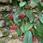 Cotoneaster frigidus Levél