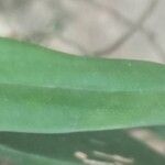 Rhipidoglossum rutilum Leaf