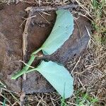 Cissus rotundifolia Lehti