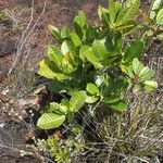 Gardenia aubryi Habitus