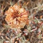 Eriogonum sphaerocephalum Цветок