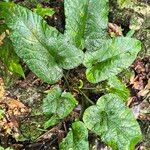 Dorstenia contrajerva Leaf