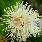 Syncarpia glomulifera Flor